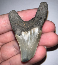 Load image into Gallery viewer, Large Parotodus Benedeni Fossil Shark Tooth 2.33 Inches! Not Repaired!
