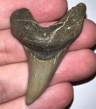 Load image into Gallery viewer, GEM Large Parotodus Benedeni Fossil Shark Tooth 2.08 Inches! Not Repaired!
