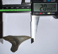 Load image into Gallery viewer, GEM Large Parotodus Benedeni Fossil Shark Tooth 2.08 Inches! Not Repaired!
