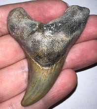 Load image into Gallery viewer, HUGE Parotodus Benedeni Fossil Shark Tooth 2.56 Inches! Not Repaired!
