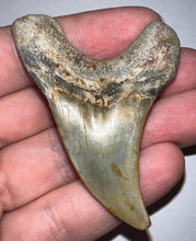 Load image into Gallery viewer, HUGE Parotodus Benedeni Fossil Shark Tooth 2.56 Inches! Not Repaired!
