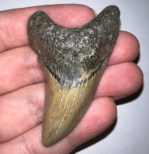 Load image into Gallery viewer, GEM HUGE Parotodus Benedeni Fossil Shark Tooth 2.56 Inches! Not Repaired!
