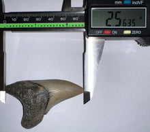 Load image into Gallery viewer, GEM HUGE Parotodus Benedeni Fossil Shark Tooth 2.56 Inches! Not Repaired!
