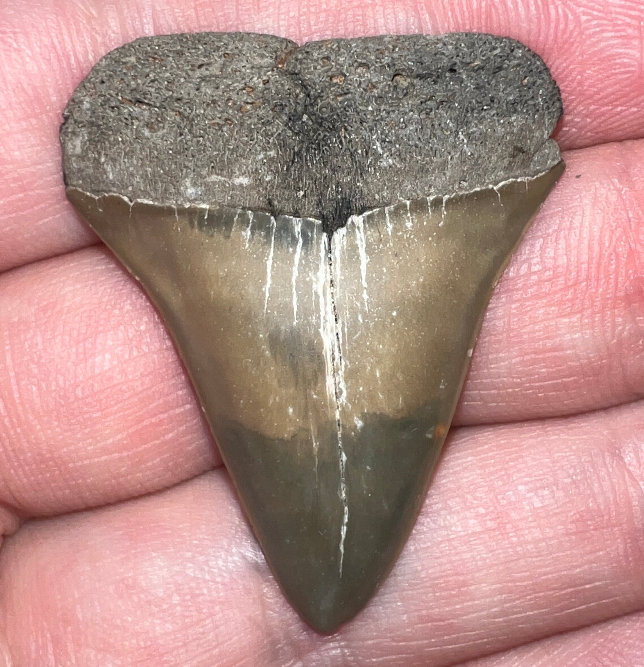 Fossil Extinct Great White Shark Tooth C. Hastalis 1.53 Inches