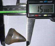 Load image into Gallery viewer, Fossil Extinct Great White Shark Tooth C. Hastalis 1.53 Inches
