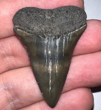 Load image into Gallery viewer, Fossil Extinct Great White Shark Tooth C. Hastalis 1.74 Inches
