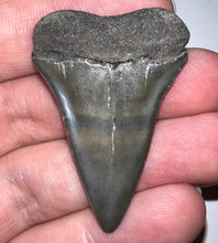 Load image into Gallery viewer, Fossil Extinct Great White Shark Tooth C. Hastalis 1.74 Inches
