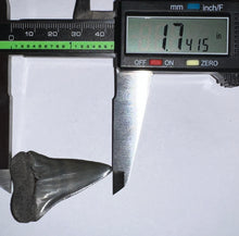 Load image into Gallery viewer, Fossil Extinct Great White Shark Tooth C. Hastalis 1.74 Inches
