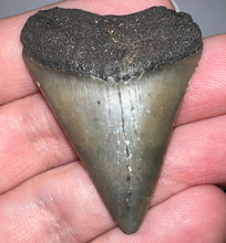 Load image into Gallery viewer, Fossil Extinct Great White Shark Tooth C. Hastalis 1.87 Inches
