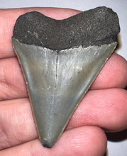 Load image into Gallery viewer, Fossil Extinct Great White Shark Tooth C. Hastalis 1.87 Inches
