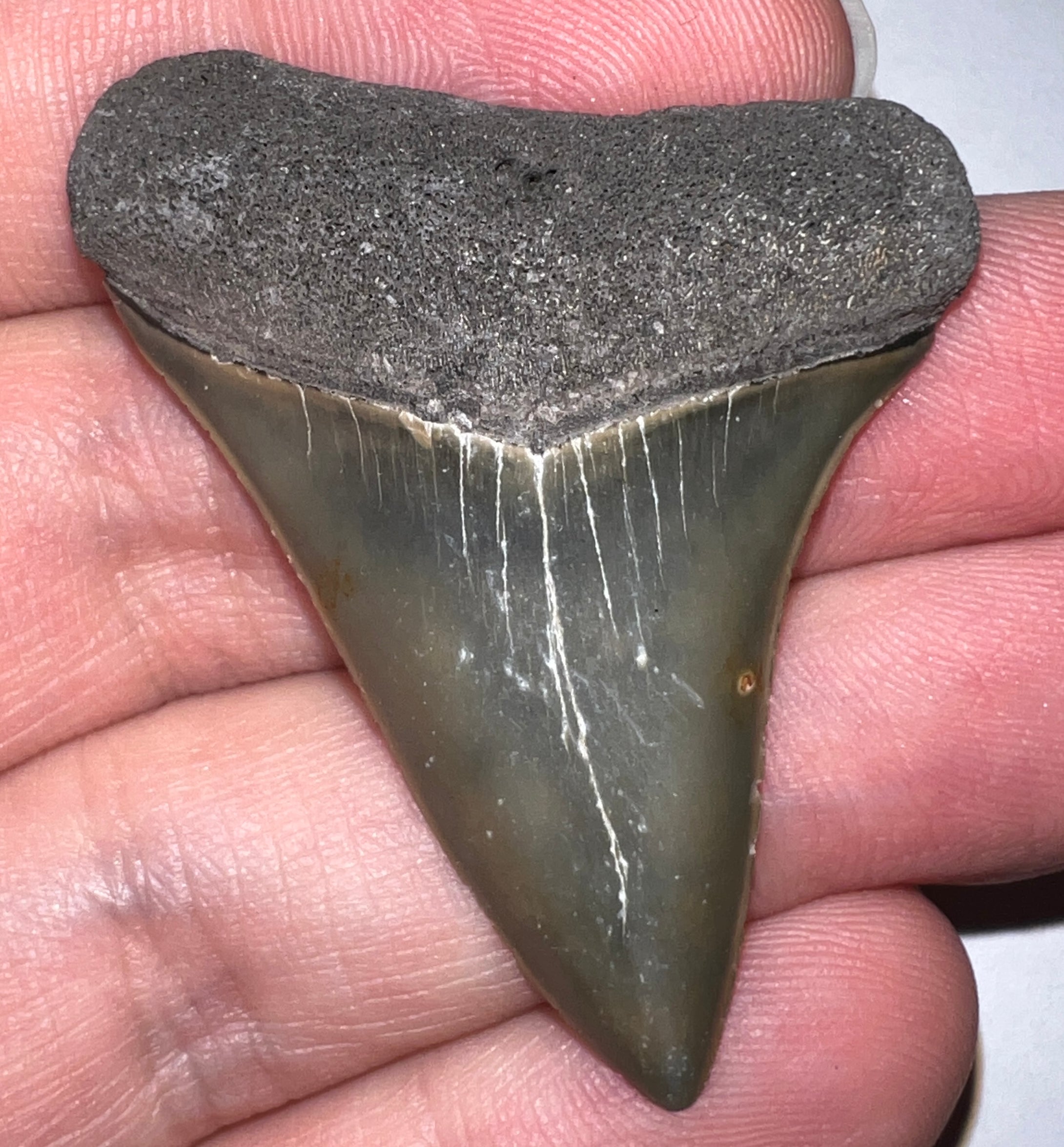 Fossil Extinct Great White Shark Tooth C. Hastalis 1.84 Inches