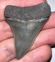 Load image into Gallery viewer, Fossil Extinct Great White Shark Tooth C. Hastalis 1.84 Inches
