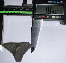 Load image into Gallery viewer, Fossil Extinct Great White Shark Tooth C. Hastalis 1.84 Inches

