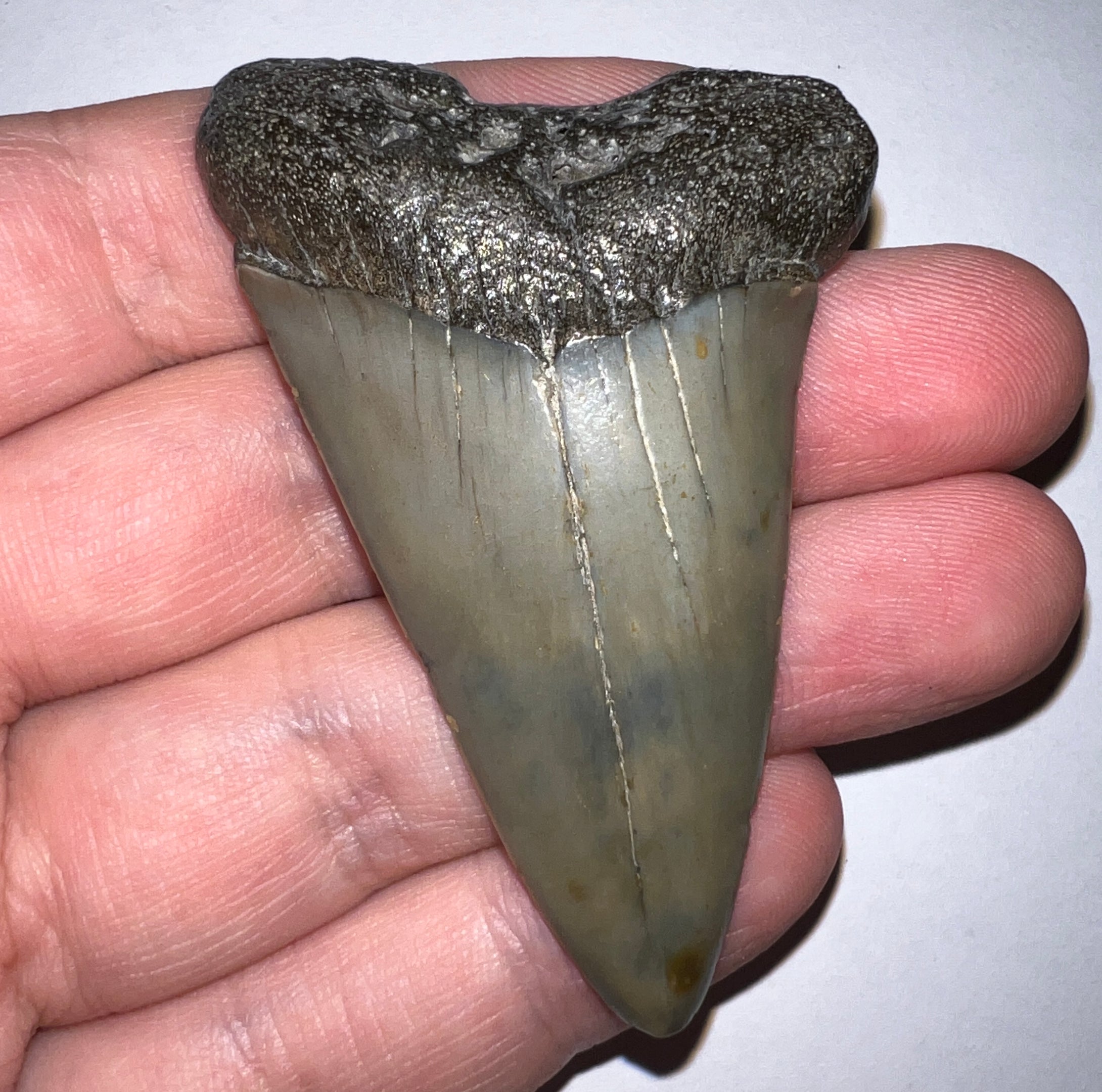 Monster Fossil Extinct Great White Shark Tooth C. Hastalis 2.6 Inches