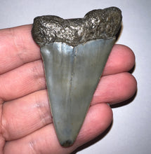Load image into Gallery viewer, Monster Fossil Extinct Great White Shark Tooth C. Hastalis 2.6 Inches
