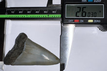 Load image into Gallery viewer, Monster Fossil Extinct Great White Shark Tooth C. Hastalis 2.6 Inches
