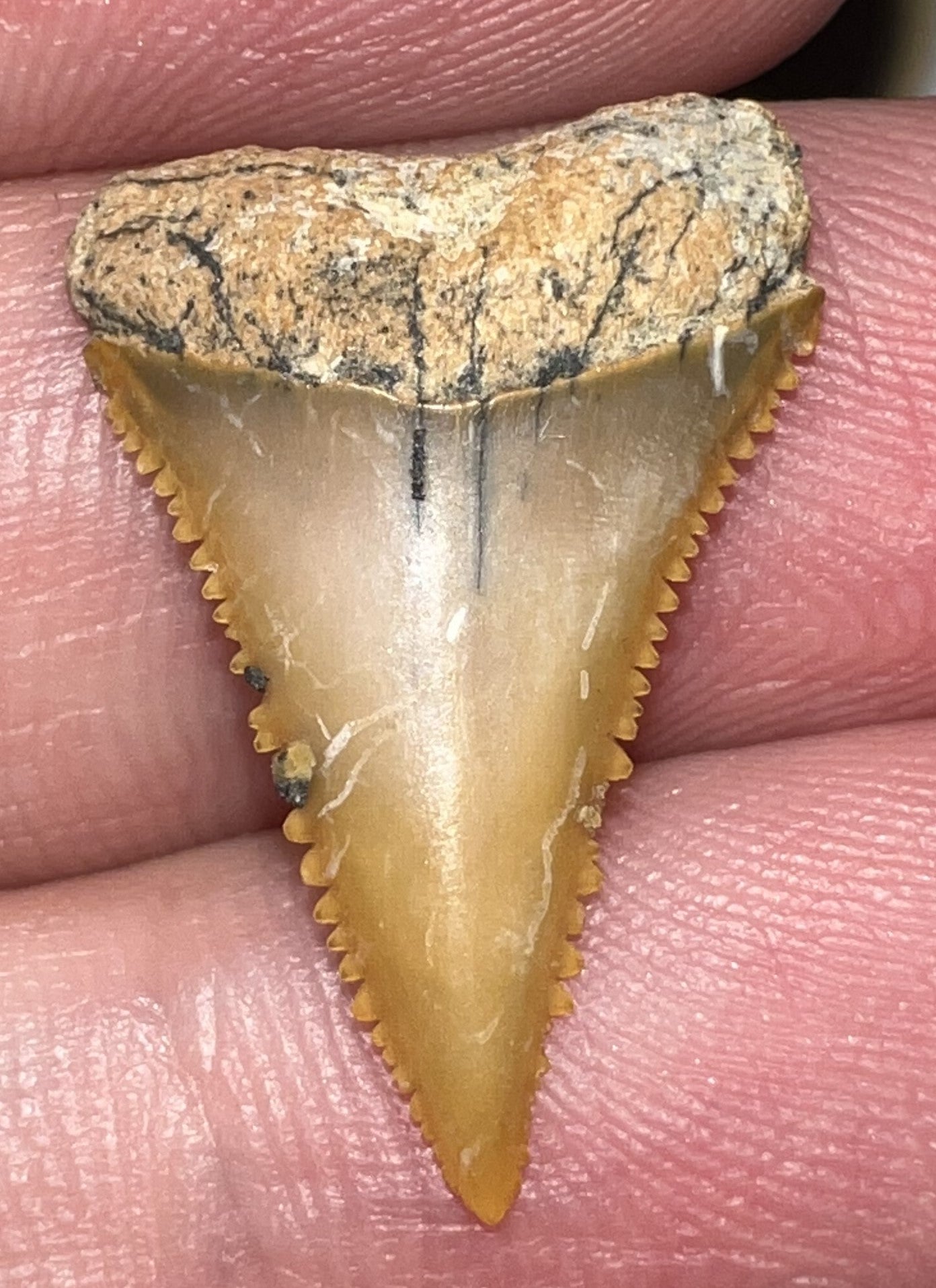 Chilean Fossil Juvenile Great White Shark Tooth .9 Inches