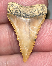 Load image into Gallery viewer, Chilean Fossil Juvenile Great White Shark Tooth .9 Inches
