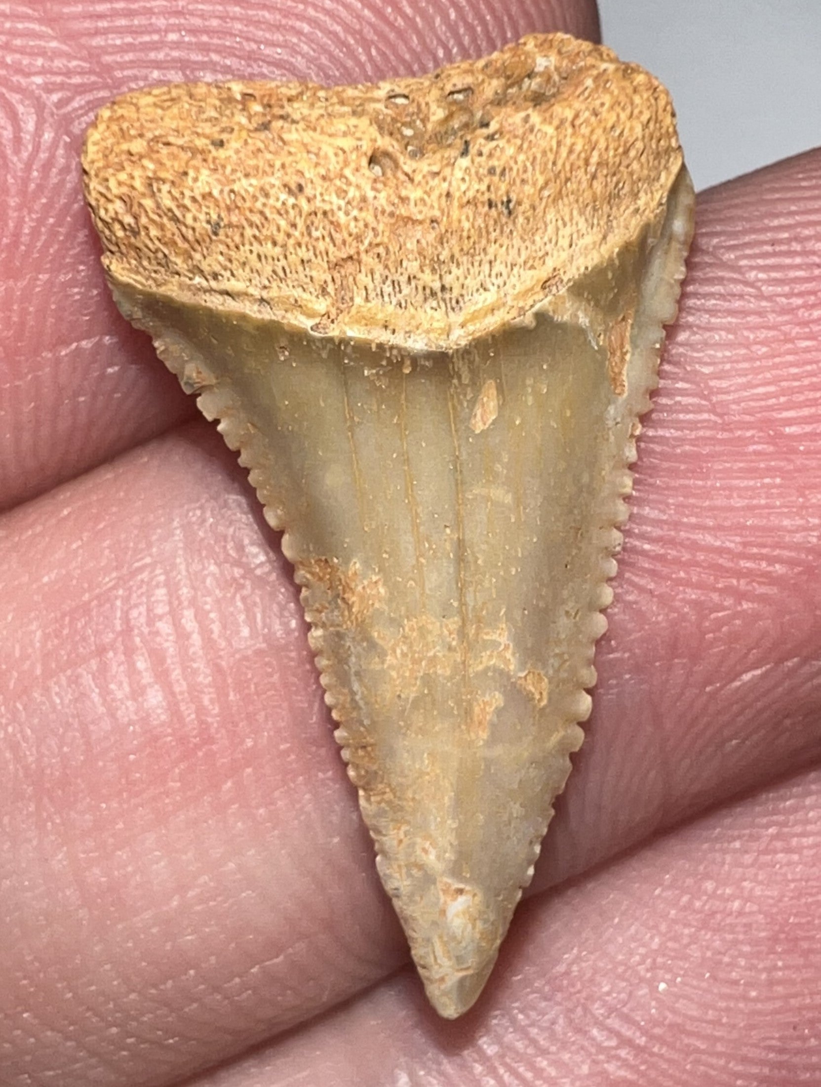 Chilean Fossil Juvenile Great White Shark Tooth .95 Inches