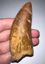 Load image into Gallery viewer, Monster Carcharodontosaur Fossil Tooth 3.59 Inches Incredible Serrations
