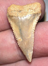 Load image into Gallery viewer, Chilean Fossil Juvenile Great White Shark Tooth .95 Inches
