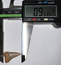 Load image into Gallery viewer, Chilean Fossil Juvenile Great White Shark Tooth .95 Inches
