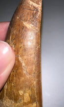 Load image into Gallery viewer, Monster Carcharodontosaur Fossil Tooth 3.59 Inches Incredible Serrations
