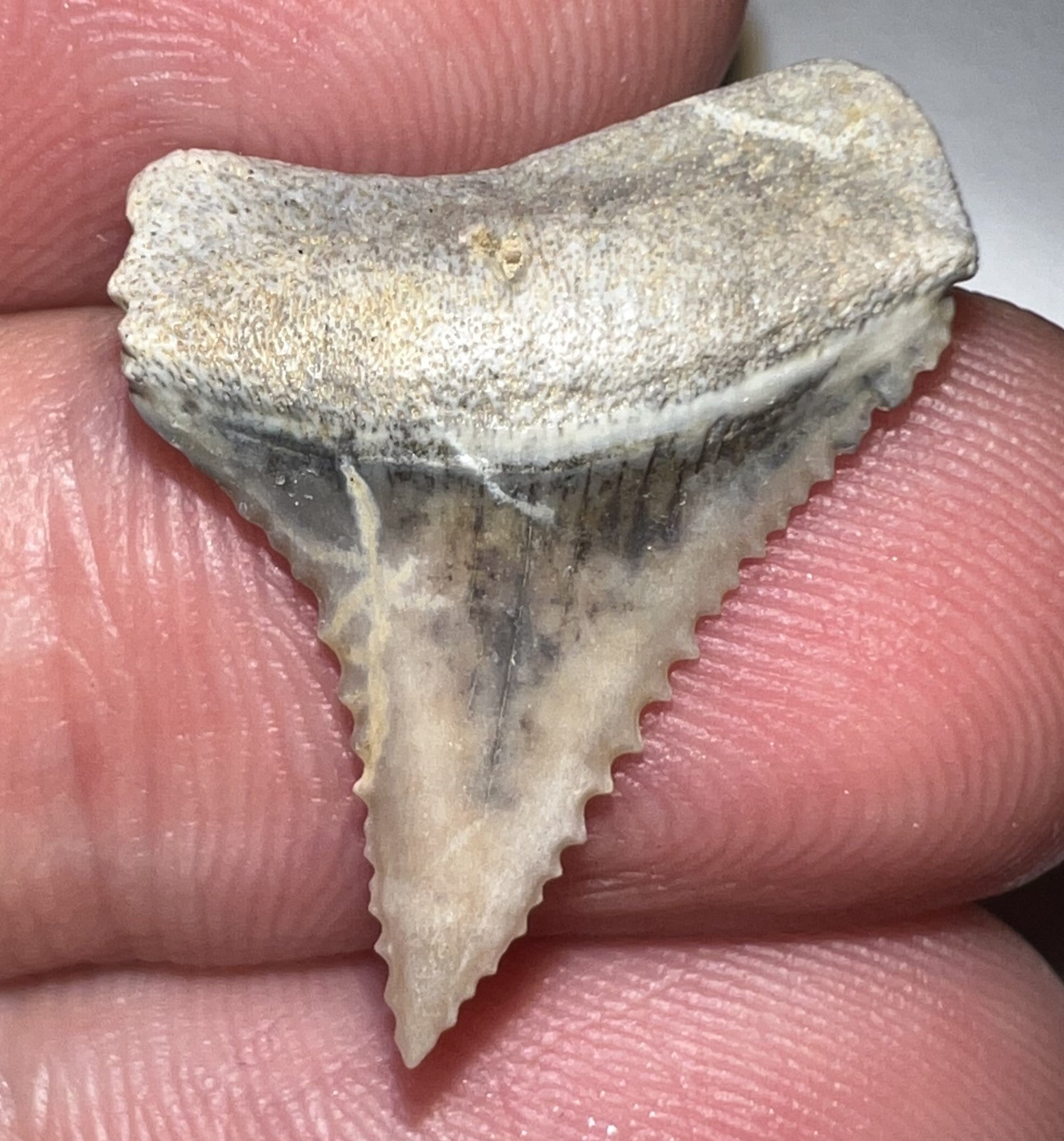 Chilean Fossil Juvenile Great White Shark Tooth .88 Inches