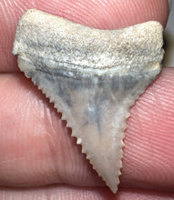 Load image into Gallery viewer, Chilean Fossil Juvenile Great White Shark Tooth .88 Inches
