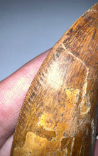 Load image into Gallery viewer, Monster Carcharodontosaur Fossil Tooth 3.59 Inches Incredible Serrations
