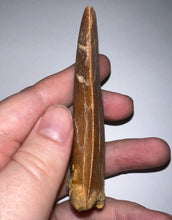 Load image into Gallery viewer, Monster Carcharodontosaur Fossil Tooth 3.59 Inches Incredible Serrations
