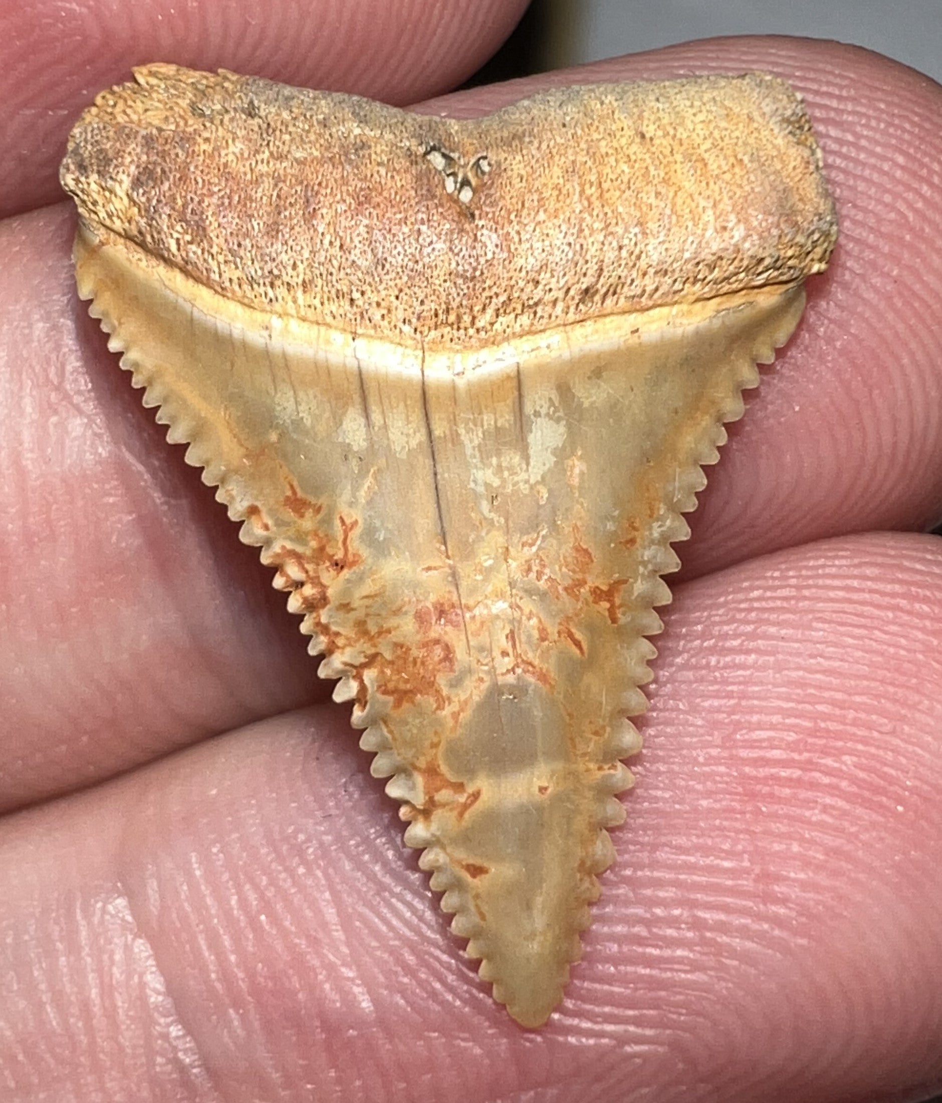 Chilean Fossil Juvenile Great White Shark Tooth .99 Inches