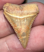 Load image into Gallery viewer, Chilean Fossil Juvenile Great White Shark Tooth .99 Inches
