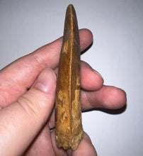 Load image into Gallery viewer, Monster Carcharodontosaur Fossil Tooth 3.59 Inches Incredible Serrations
