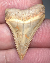 Load image into Gallery viewer, Chilean Fossil Juvenile Great White Shark Tooth .99 Inches
