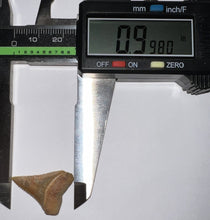 Load image into Gallery viewer, Chilean Fossil Juvenile Great White Shark Tooth .99 Inches
