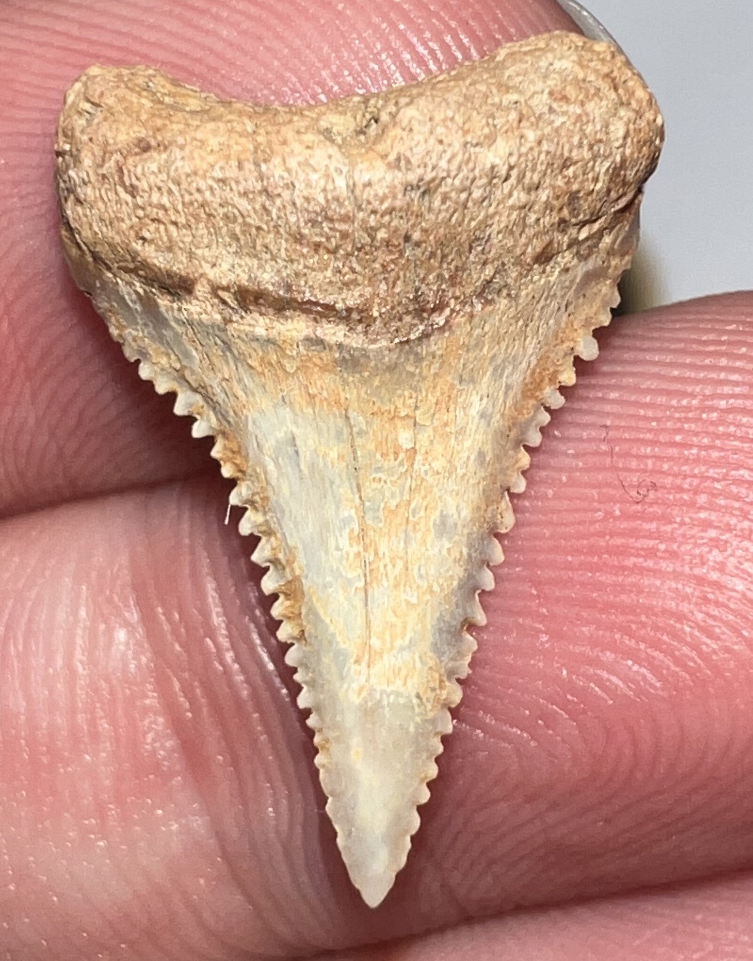 Chilean Fossil Juvenile Great White Shark Tooth .87 Inches