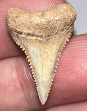 Load image into Gallery viewer, Chilean Fossil Juvenile Great White Shark Tooth .87 Inches
