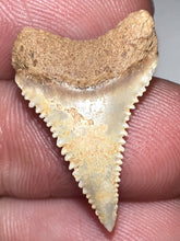 Load image into Gallery viewer, Chilean Fossil Juvenile Great White Shark Tooth .87 Inches
