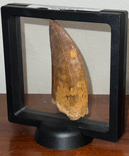 Load image into Gallery viewer, Monster Carcharodontosaur Fossil Tooth 3.59 Inches Incredible Serrations
