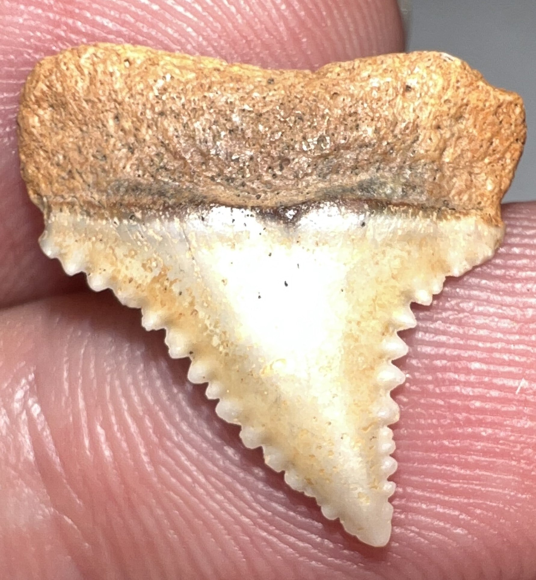 Chilean Fossil Great White Shark Tooth For Sale 75 Inches Jako s chilean-fossil-great-white-shark-tooth-for-sale-75-inches-jako-s