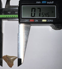 Load image into Gallery viewer, Chilean Fossil Great White Shark Tooth .75 Inches
