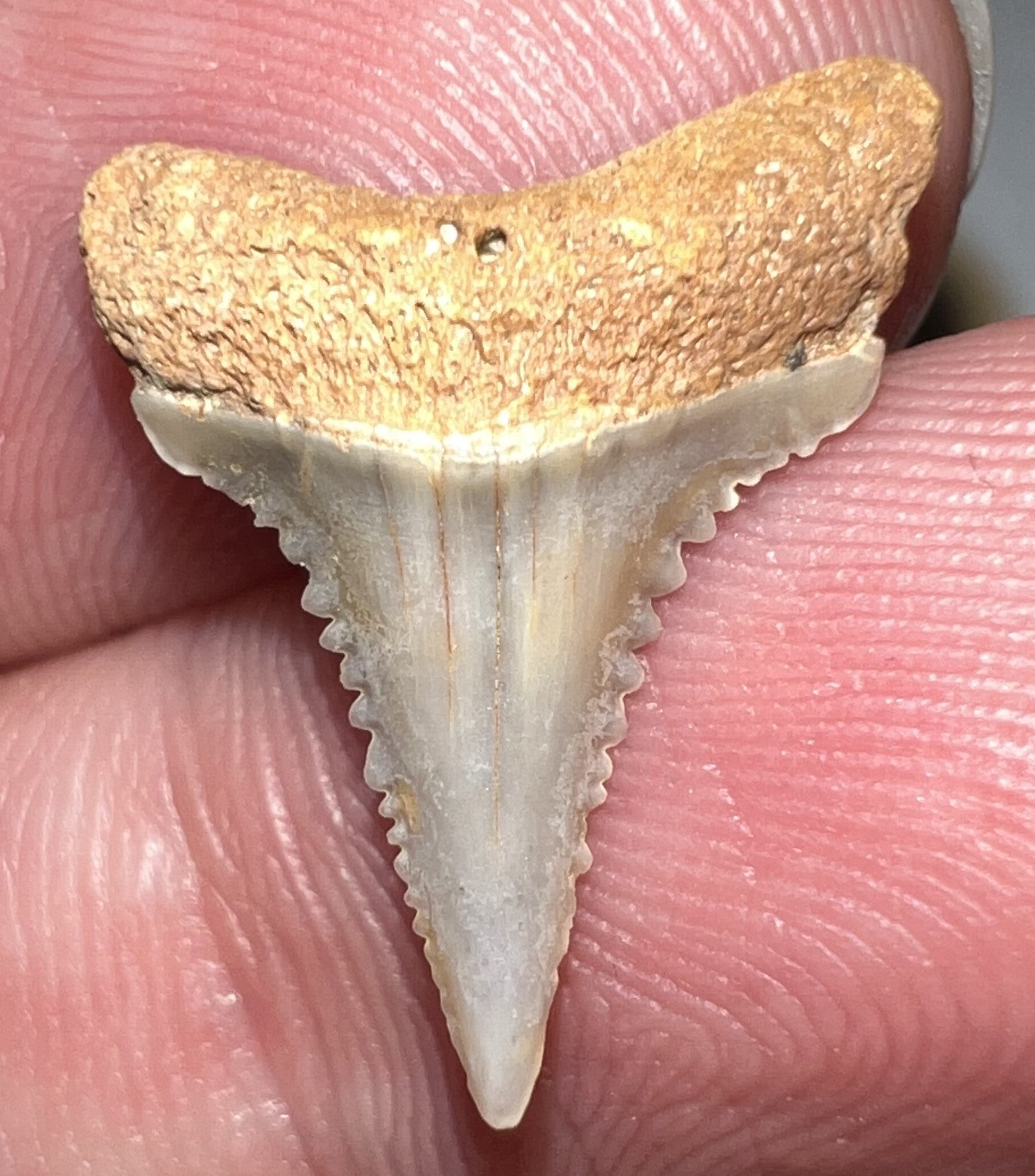 Chilean Fossil Juvenile Great White Shark Tooth .75 Inches