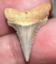 Load image into Gallery viewer, Chilean Fossil Juvenile Great White Shark Tooth .75 Inches
