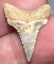 Load image into Gallery viewer, Chilean Fossil Juvenile Great White Shark Tooth .75 Inches
