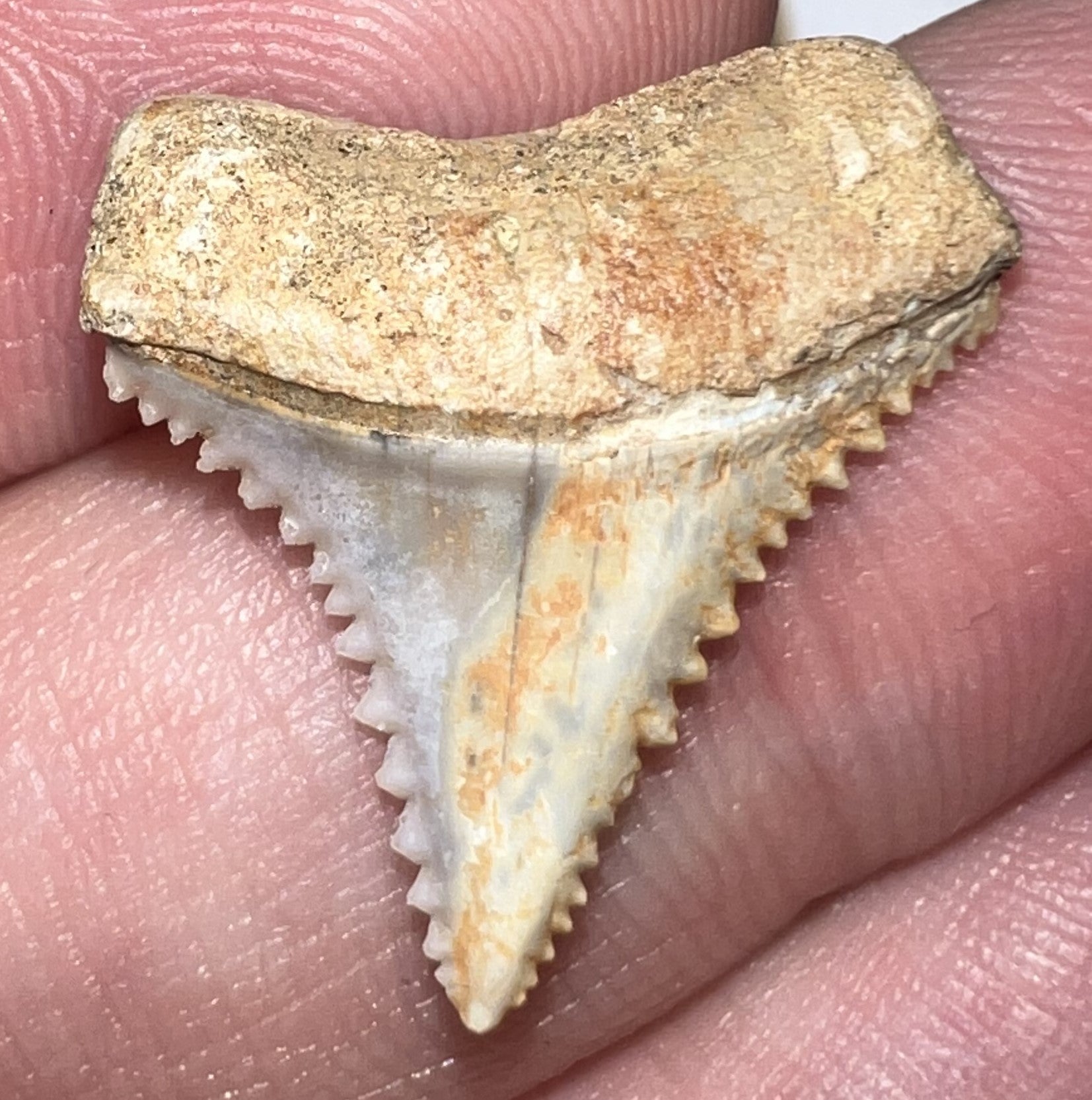 Chilean Fossil Juvenile Great White Shark Tooth .86 Inches