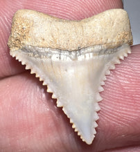 Load image into Gallery viewer, Chilean Fossil Juvenile Great White Shark Tooth .86 Inches
