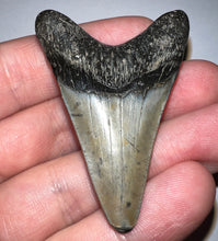 Load image into Gallery viewer, Megalodon Fossil Shark Tooth 2.08 Inches! Not Repaired!
