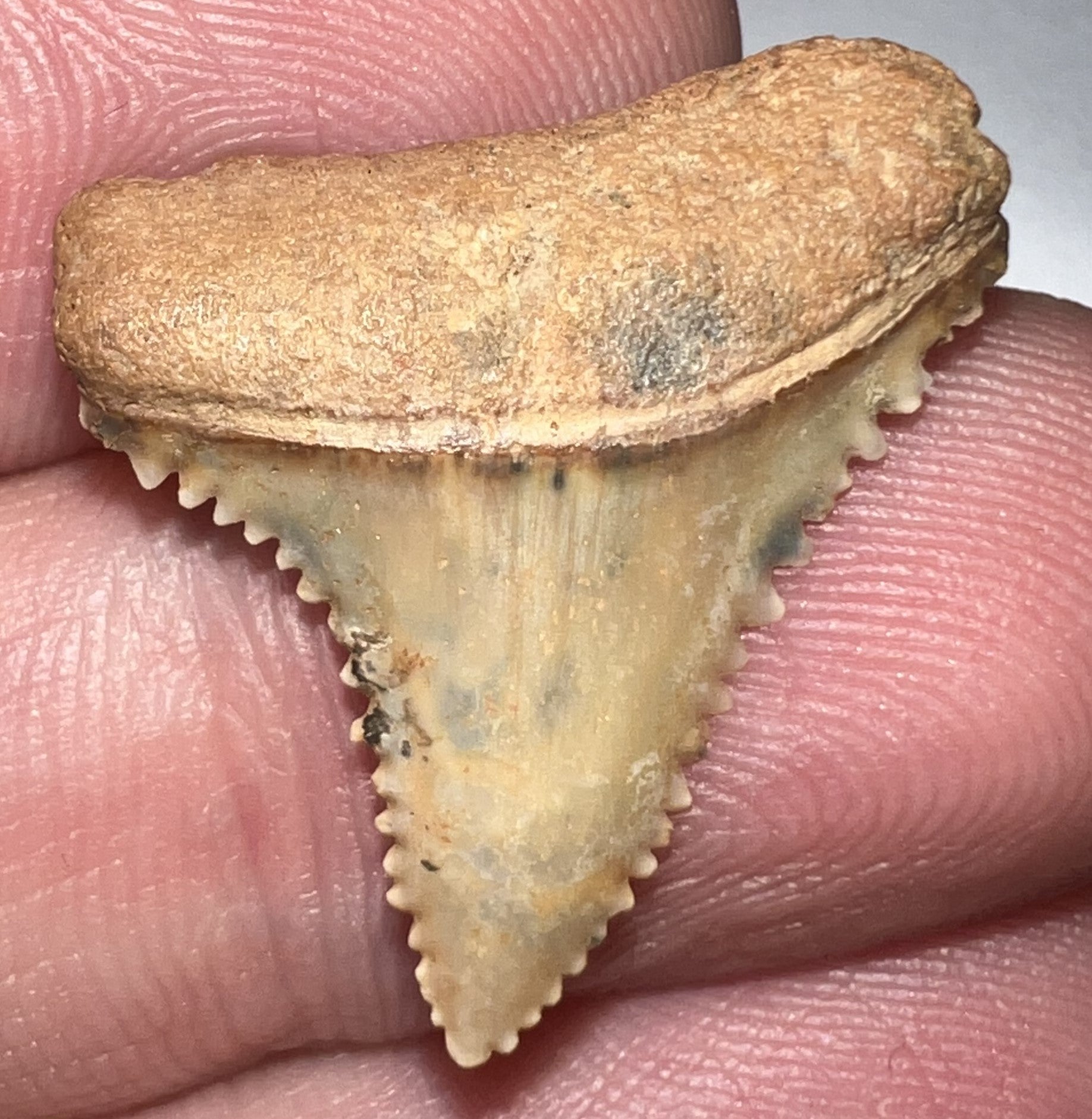 Chilean Fossil Juvenile Great White Shark Tooth .96 Inches