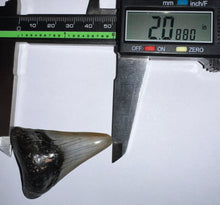 Load image into Gallery viewer, Megalodon Fossil Shark Tooth 2.08 Inches! Not Repaired!

